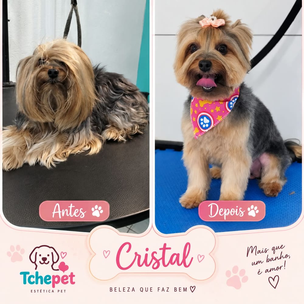 Antes e depois do banho e tosa de Cristal