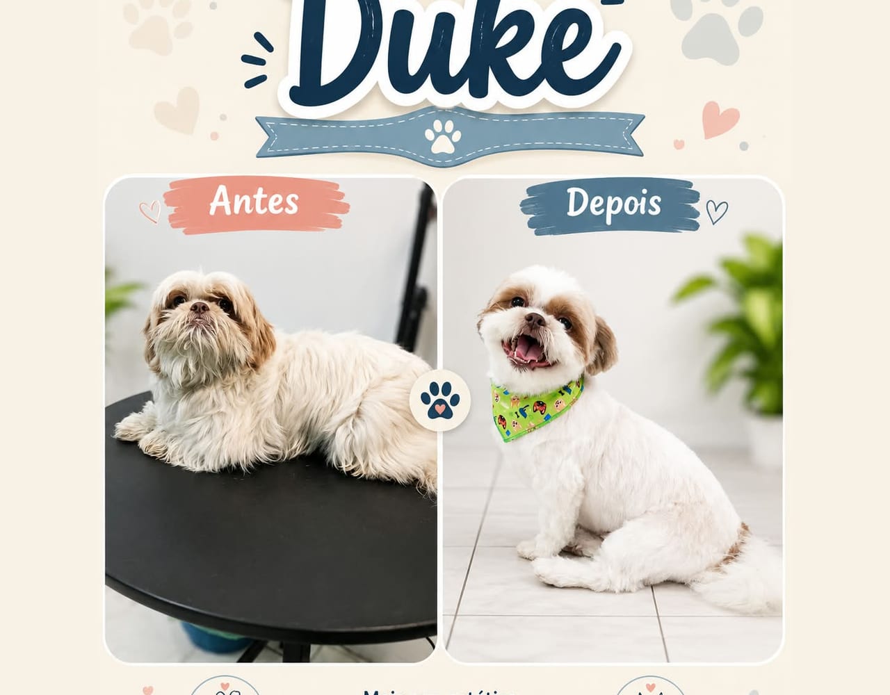 Antes e depois do banho e tosa de Duke